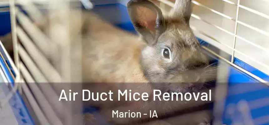 Air Duct Mice Removal Marion - IA